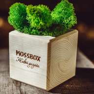 Набор с живым мхом MossBox Wooden Green Cube - Набор с живым мхом MossBox Wooden Green Cube